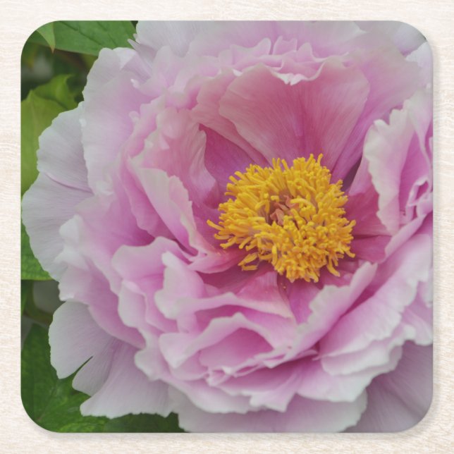 Porta-copo De Papel Quadrado Pink Peony (Frente)