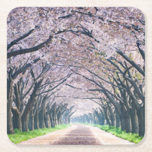 Porta-copo De Papel Quadrado Pista da flor de cerejeira