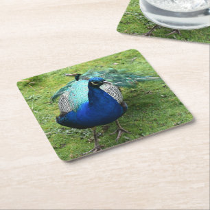 Porta-copo De Papel Quadrado Poder do Pavão Real
