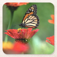 Polinização da Borboleta Monarch