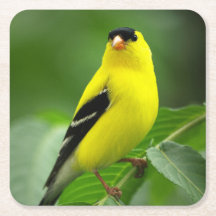 Porta copos Americana Goldfinch Drink