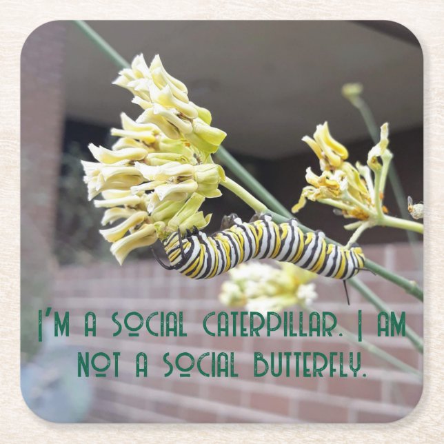 Porta-copo De Papel Quadrado Porta copos das lagartas (Frente)