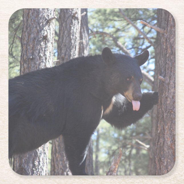 Porta-copo De Papel Quadrado Porta copos de Bebida do Urso Negro (Frente)