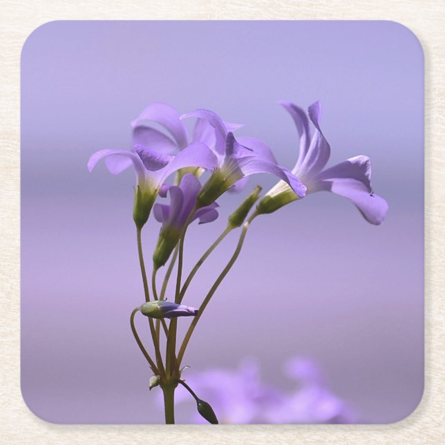 Porta-copo De Papel Quadrado Porta copos de Flores Roxas (Frente)