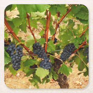 Porta-copo De Papel Quadrado Porta copos de papel de Uvas
