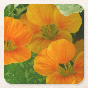 Porta-copo De Papel Quadrado Porta copos de Partido Nasturtium Laranja brilhant