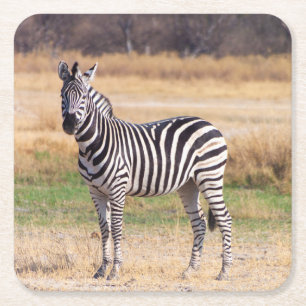 Porta-copo De Papel Quadrado porta copos Zebra