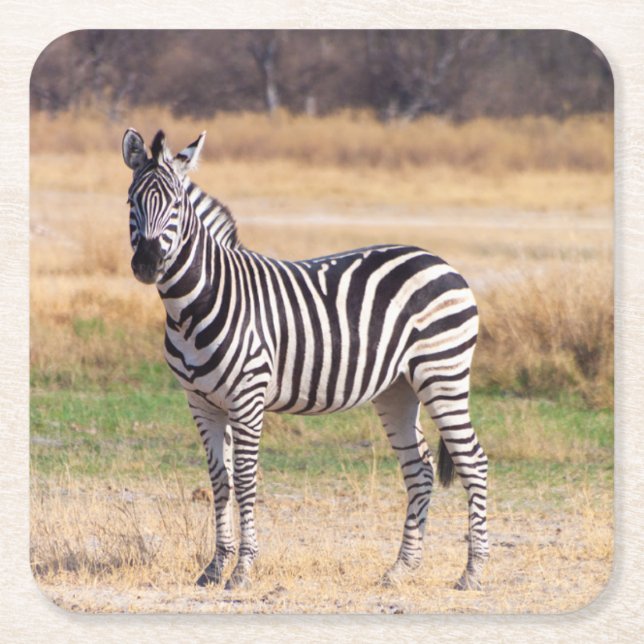 Porta-copo De Papel Quadrado Porta copos Zebra (Frente)