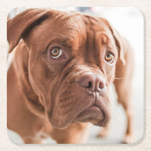 Porta-copo De Papel Quadrado Portas copos de Cachorro Cortado 6