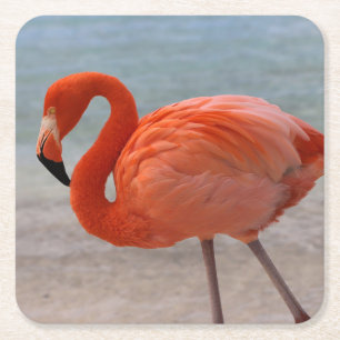 Porta-copo De Papel Quadrado Praias Tropicais   Caribe Flamingo, Aruba