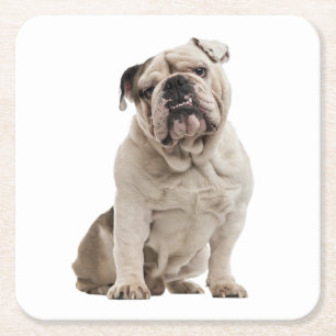 Porta-copo De Papel Quadrado Presentes engraçados do Bulldog Inglês Amante de c