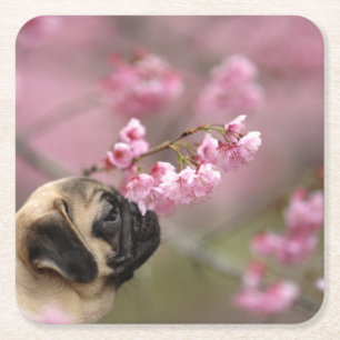 Porta-copo De Papel Quadrado Pug Cheirando a arbustos