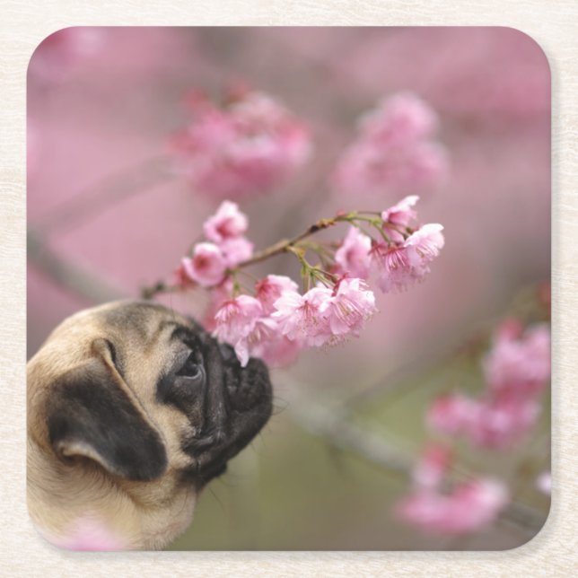 Porta-copo De Papel Quadrado Pug Cheirando a arbustos (Frente)