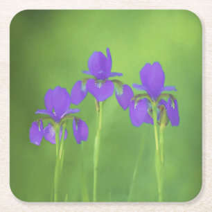 Porta-copo De Papel Quadrado Púrpura Iris - Arte Flor Original