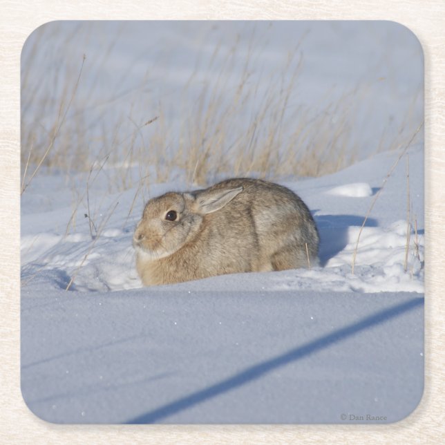 Porta-copo De Papel Quadrado R5 Coelho Algodão (Frente)