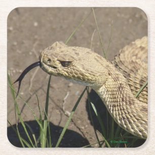 Porta-copo De Papel Quadrado R8 Cabeça de Cascavel