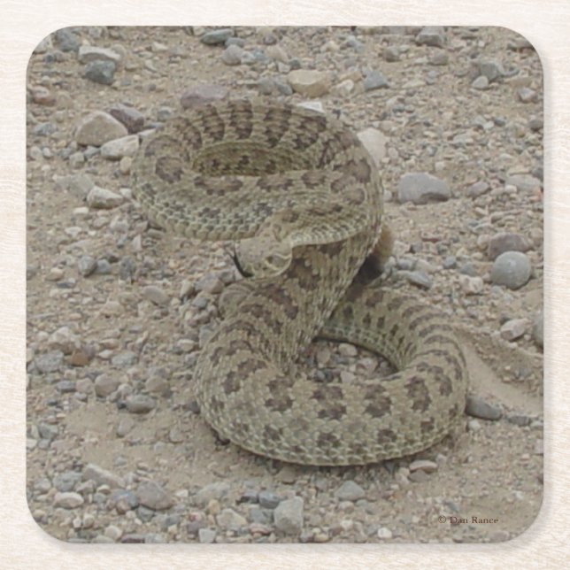 Porta-copo De Papel Quadrado R9 Prairie Rattlesnake (Frente)