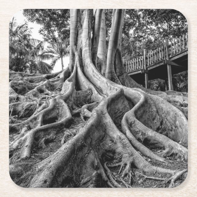 Porta-copo De Papel Quadrado Raízes maciças de seringueira (Frente)