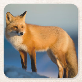 Porta-copo De Papel Quadrado Raposa Marrom