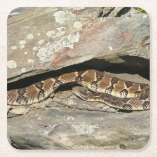 Porta-copo De Papel Quadrado Rattlesnake no Parque Nacional de Shenandoah