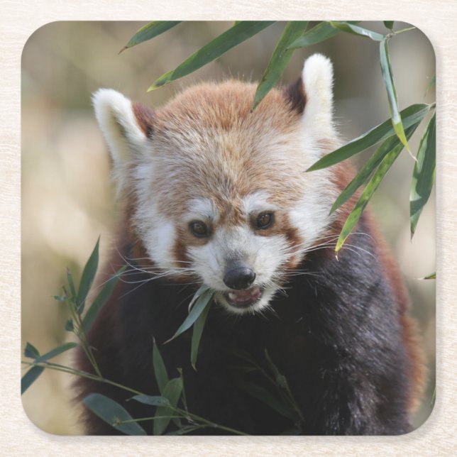 Porta-copo De Papel Quadrado Red_Panda_2015_0311 (Frente)