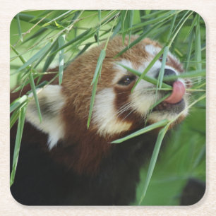 Porta-copo De Papel Quadrado Red_Panda_2015_0707