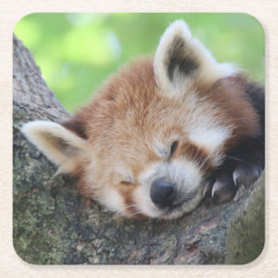 Porta-copo De Papel Quadrado RedPanda20150705