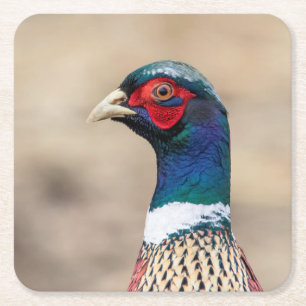 Porta-copo De Papel Quadrado Retrato de faisão