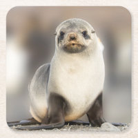 Retrato de Selo Pup na Praia