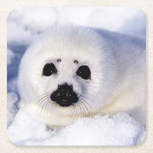 Porta-copo De Papel Quadrado Retrato de um Pup de Cola Harp