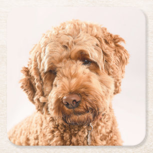 Porta-copo De Papel Quadrado Retrato do Goldendoodle Studio
