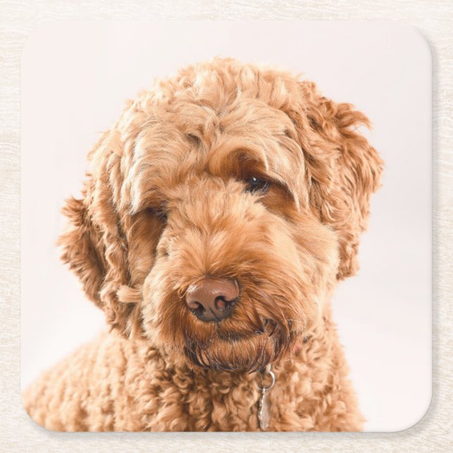 Porta-copo De Papel Quadrado Retrato do Goldendoodle Studio (Frente)
