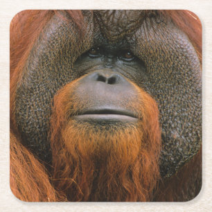 Porta-copo De Papel Quadrado Retrato do Orangutango Macho, Geórgia, EUA