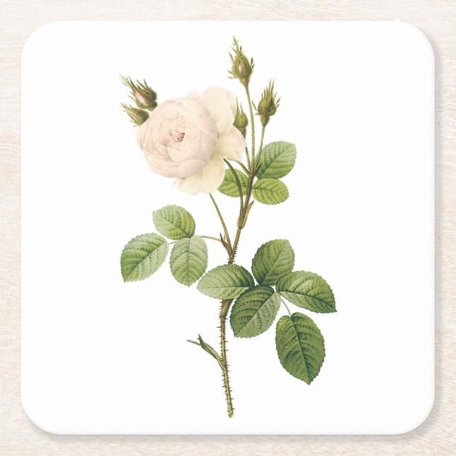 Porta-copo De Papel Quadrado rosa branca (Rosa campanulata alba) por Redouté (Frente)