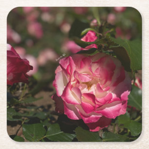 Porta-copo De Papel Quadrado Rosa Rosa & Branca