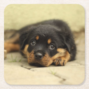 Porta-copo De Papel Quadrado Rottweiler20150901