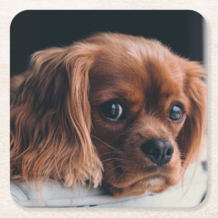 Porta-copo De Papel Quadrado Ruby Cavalier King Charles Spaniel