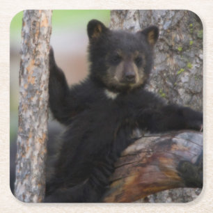 Porta-copo De Papel Quadrado Salto de Urso Negro