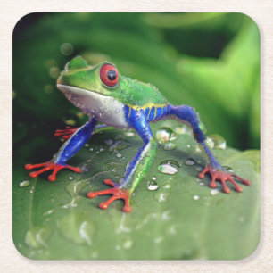 Porta-copo De Papel Quadrado Sapo Colorido de Árvore Vermelha nas Folhas de Pla