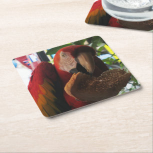 Porta-copo De Papel Quadrado Scarlet Macaw Comendo Brinde