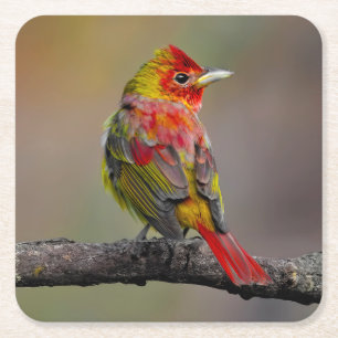 Porta-copo De Papel Quadrado Scarlet Tanager Molting - Fotografia original