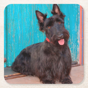 Porta-copo De Papel Quadrado Scottish Terrier que senta-se pela entrada