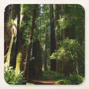 Porta-copo De Papel Quadrado Sequóias e Samambaias no Parque Nacional das Sequó