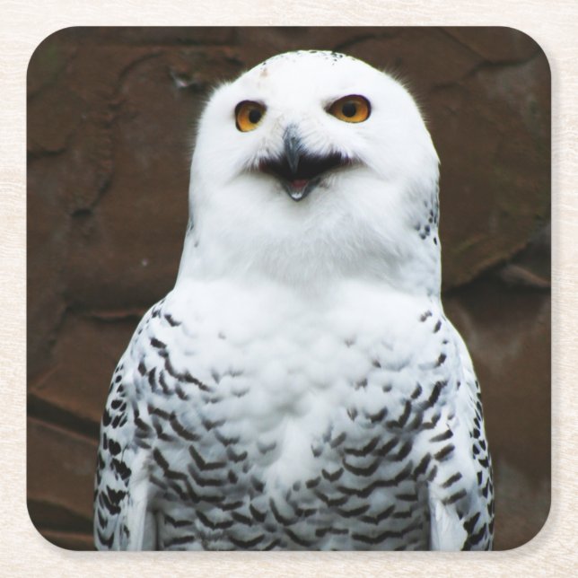 Porta-copo De Papel Quadrado Snowy Owl costercna (Frente)