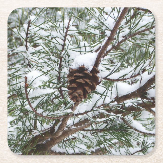 Porta-copo De Papel Quadrado Snowy Pine Cone II Fotografia de inverno (Frente)