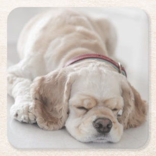Porta-copo De Papel Quadrado Sono do cão de cocker spaniel