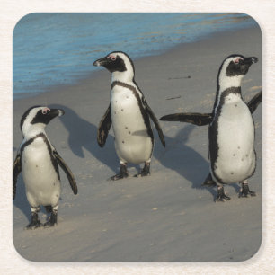 Porta-copo De Papel Quadrado Spheniscus africano Demersus dos pinguins