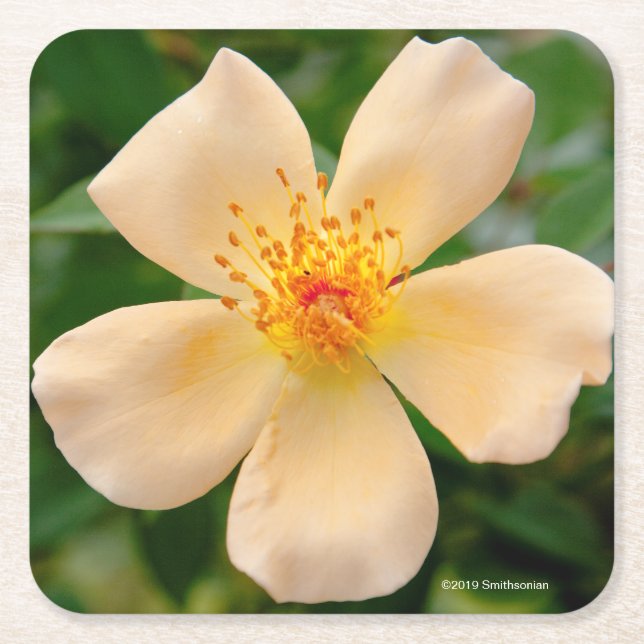 Porta-copo De Papel Quadrado Sra. Oakley Fisher Aumentação (Frente)