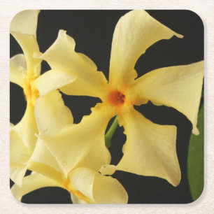 Porta-copo De Papel Quadrado Star Jasmine Flower Litercnm