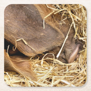 PORTA-COPO DE PAPEL QUADRADO SUÍNOS